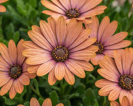 Dvoutvárka 'Tradewinds Terracotta'