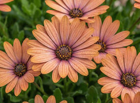 Dvoutvárka 'Tradewinds Terracotta' - Osteospermum ecklonis 'Tradewinds Terracotta'