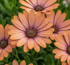 Dvoutvárka 'Tradewinds Terracotta' - Osteospermum ecklonis 'Tradewinds Terracotta'