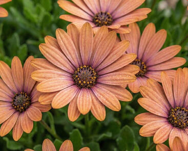 Dvoutvárka 'Tradewinds Terracotta'