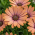 Osteospermum ecklonis 'Tradewinds Terracotta'_2.png