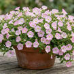 Petúnie 'Itsy Light Pink' - Petunia hybrida 'Itsy Light Pink'