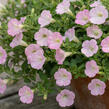 Petúnie 'Itsy Light Pink' - Petunia hybrida 'Itsy Light Pink'