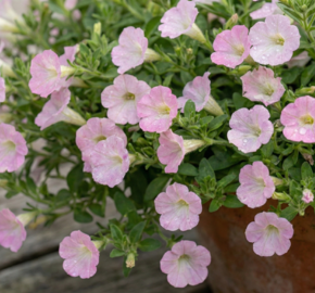 Petúnie 'Itsy Light Pink' - Petunia hybrida 'Itsy Light Pink'