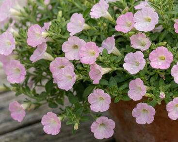 Petúnie 'Itsy Light Pink'