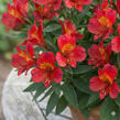 Alstromérie, boubelka Summer Paradise 'Summer Pepper' - Alstroemeria hybrida Summer Paradise 'Summer Pepper'