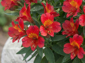 Alstromérie, boubelka Summer Paradise 'Summer Pepper' - Alstroemeria hybrida Summer Paradise 'Summer Pepper'
