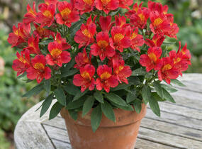 Alstromérie, boubelka Summer Paradise 'Summer Pepper' - Alstroemeria hybrida Summer Paradise 'Summer Pepper'