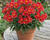 Alstromérie, boubelka Summer Paradise 'Summer Pepper'
