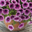 Petúnie 'Littletunia Pink Splash' - Petunia hybrida 'Littletunia Pink Splash'