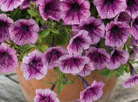 Petúnie 'Littletunia Pink Splash' - Petunia hybrida 'Littletunia Pink Splash'
