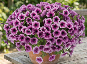 Petúnie 'Littletunia Pink Splash' - Petunia hybrida 'Littletunia Pink Splash'