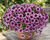 Petúnie 'Littletunia Pink Splash'