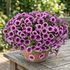 Petunia hybrida 'Littletunia Pink Splash'.png