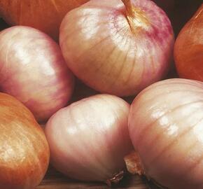 Cibule šalotka, žlutá 'Ambition F1'