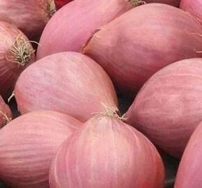 Cibule šalotka, červená 'Conservor F1'