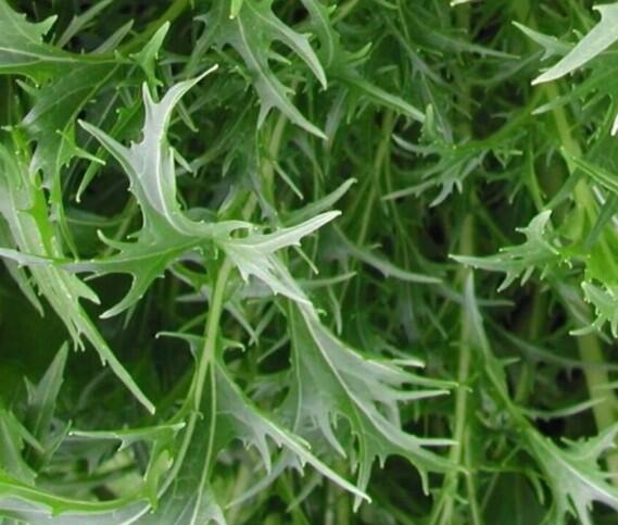 Svíčkovec 'Graceful Blush' - Gaura lindheimeri 'Graceful Blush'