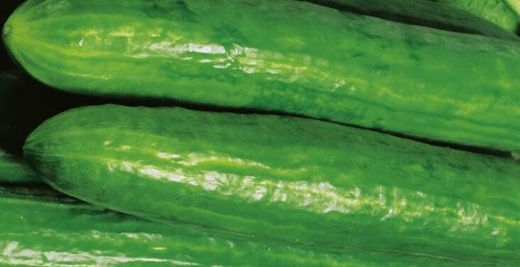 Okurka salátová skleníková 'Crokdelis' F1- roubovaná - Cucumis sativus 'Crokdelis' F1 - roubovaná