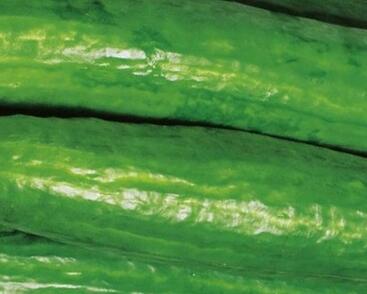 Okurka salátová skleníková 'Crokdelis' F1- roubovaná