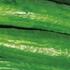 Cucumis sativus 'Crokdelis' F1 - roubovaná.jpg
