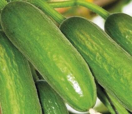 Okurka salátová skleníková 'Baby Rocky' F1- roubovaná - Cucumis sativus 'Baby Rocky' F1 - roubovaná