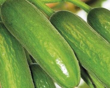 Okurka salátová skleníková 'Baby Rocky' F1- roubovaná