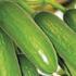 Cucumis sativus 'Baby Rocky' F1.jpg