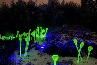 Křišťálová zahrada