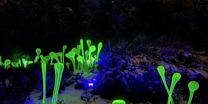 Křišťálová zahrada