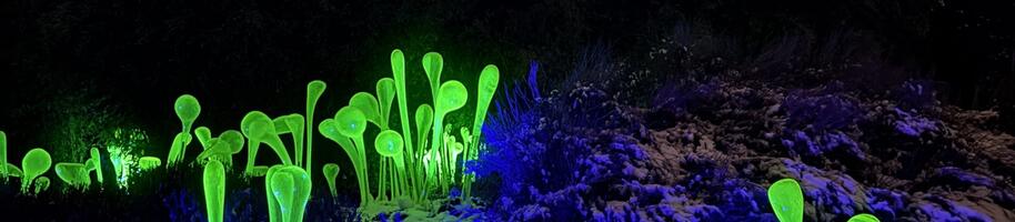 Křišťálová zahrada