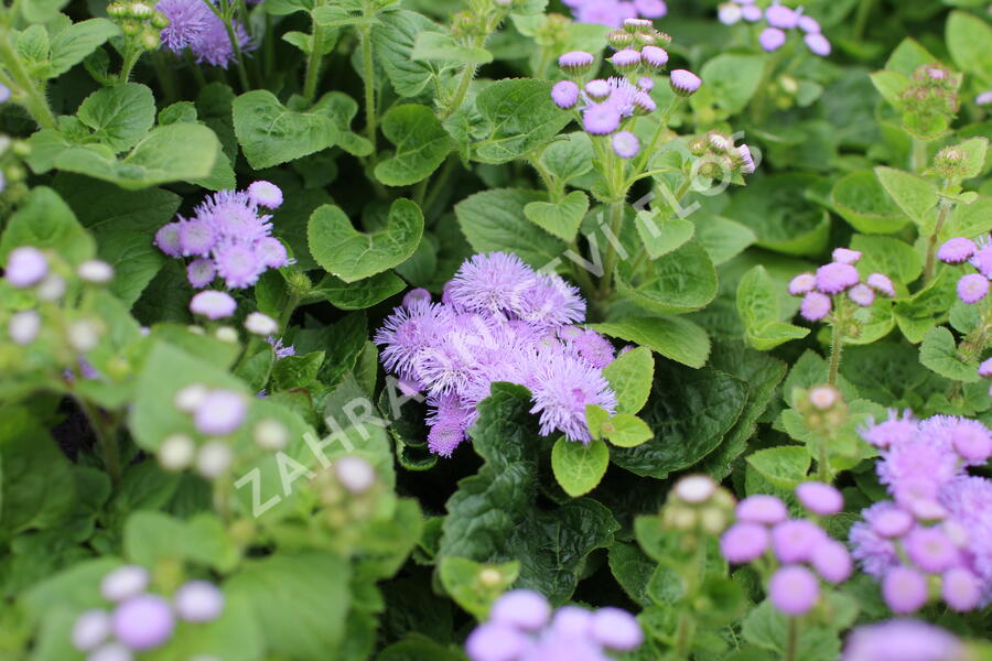 Nestařec americký 'Ariella Blue' - Ageratum houstonianum 'Ariella Blue'