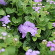 Nestařec americký 'Ariella Blue' - Ageratum houstonianum 'Ariella Blue'