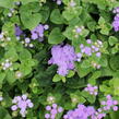 Nestařec americký 'Ariella Blue' - Ageratum houstonianum 'Ariella Blue'
