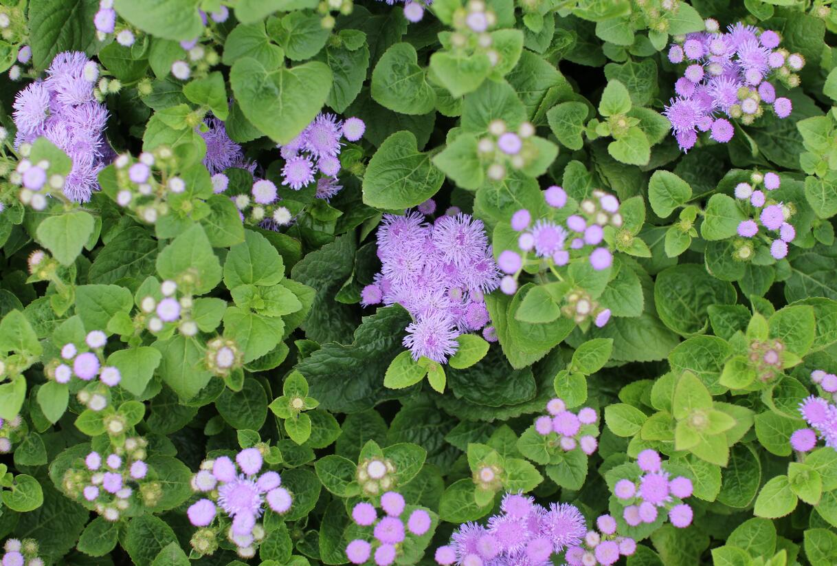 Nestařec americký 'Ariella Blue' - Ageratum houstonianum 'Ariella Blue'