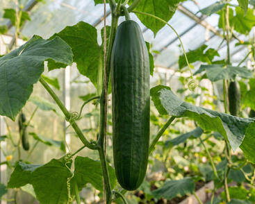 Okurka salátová 'Inga'- roubovaná