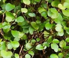 Muehlenbekie, dívenka copmlexa 'Mini Maori' - Muehlenbeckia complexa 'Mini Maori'