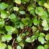 Muehlenbeckia complexa 'Mini Maori'.jpg