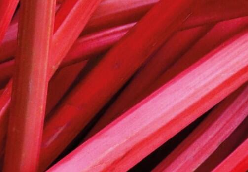 Reveň rebarbora 'Fulton Strawberry Surprise' - Rheum rhabarbarum 'Fulton's Strawberry Surprise'