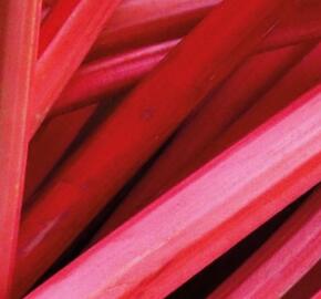 Reveň rebarbora 'Fulton Strawberry Surprise'