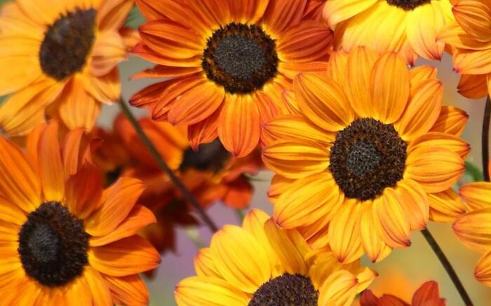 Slunečnice útlá 'Soluna Bronze' - Helianthus debilis 'Soluna Bronze'