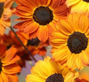 Slunečnice útlá 'Soluna Bronze'