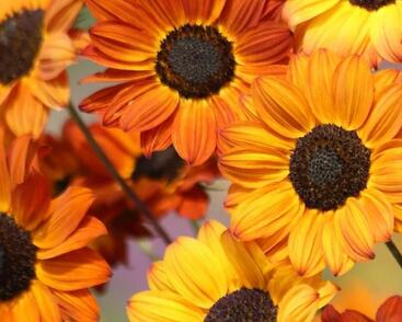 Slunečnice útlá 'Soluna Bronze'