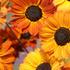 Helianthus debilis 'Soluna Bronze'.jpg