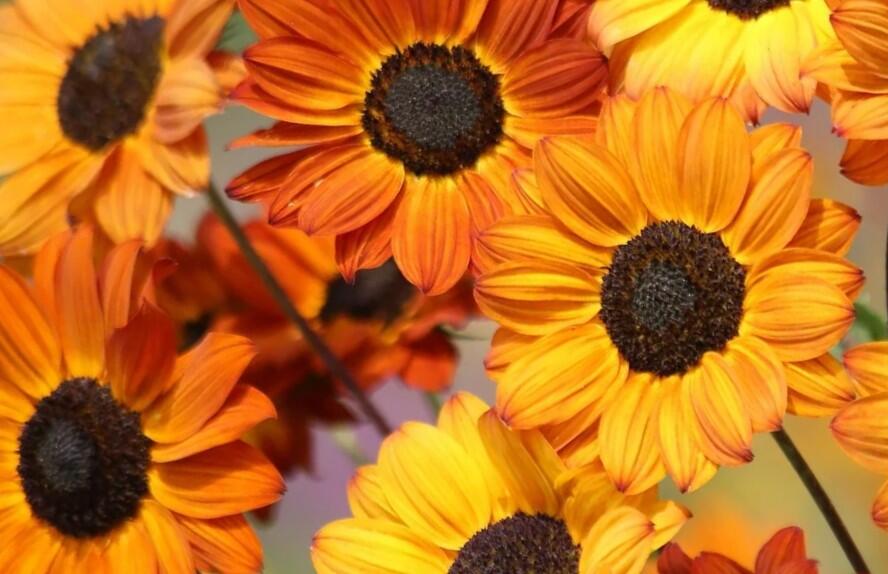 Slunečnice útlá 'Soluna Bronze' - Helianthus debilis 'Soluna Bronze'