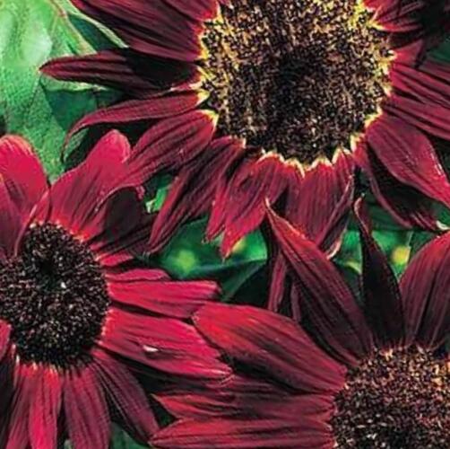 Slunečnice roční 'Claret' - Helianthus annuus 'Claret'