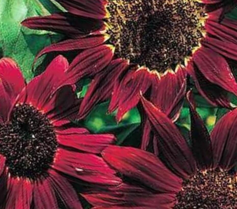 Slunečnice roční 'Claret' - Helianthus annuus 'Claret'