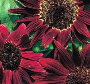 Slunečnice roční 'Claret'