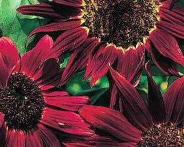 Slunečnice roční 'Claret'