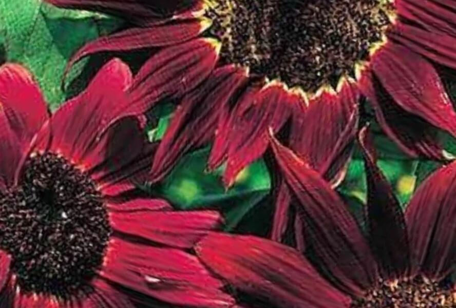 Slunečnice roční 'Claret' - Helianthus annuus 'Claret'