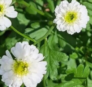 Řimbaba obecná 'Madonna' - Tenacetum  parthenium 'Madonna'
